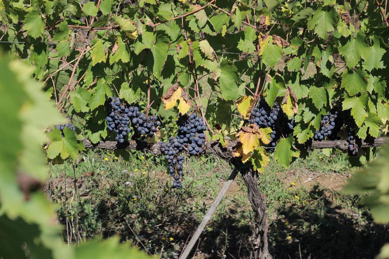 La Striscia Wine Resort Arezzo Exterior photo